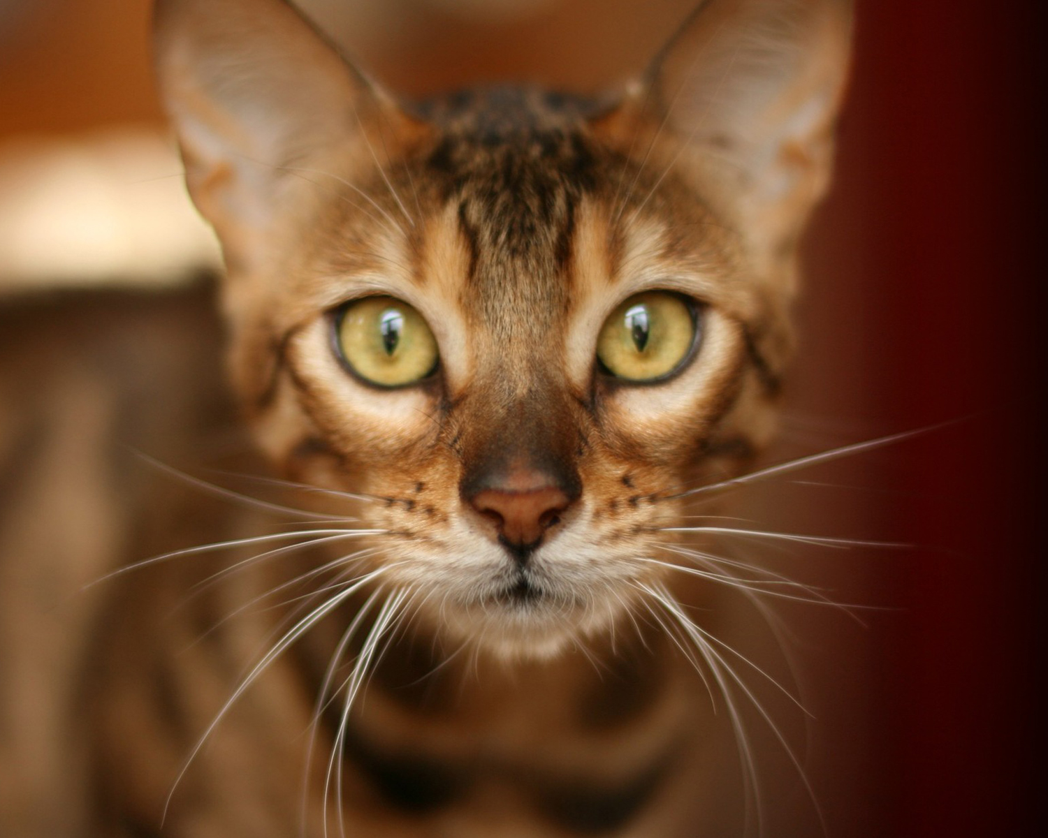 бенгальская кошка описание породы и характера сколько стоит